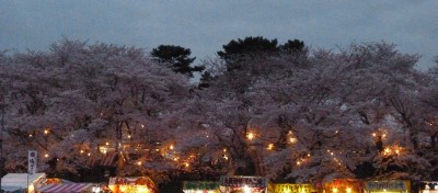 夜桜と屋台