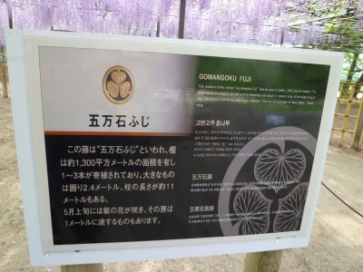 岡崎公園　五万石藤
