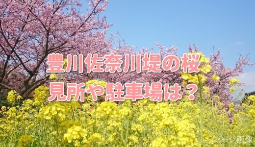 豊川市佐奈川堤の桜2022の見頃や駐車場は？菜の花も同時に楽しめる穴場？