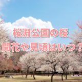 愛知の桜淵公園の桜は長篠設楽原PA近くで花見の穴場スポット？駐車場や見所も